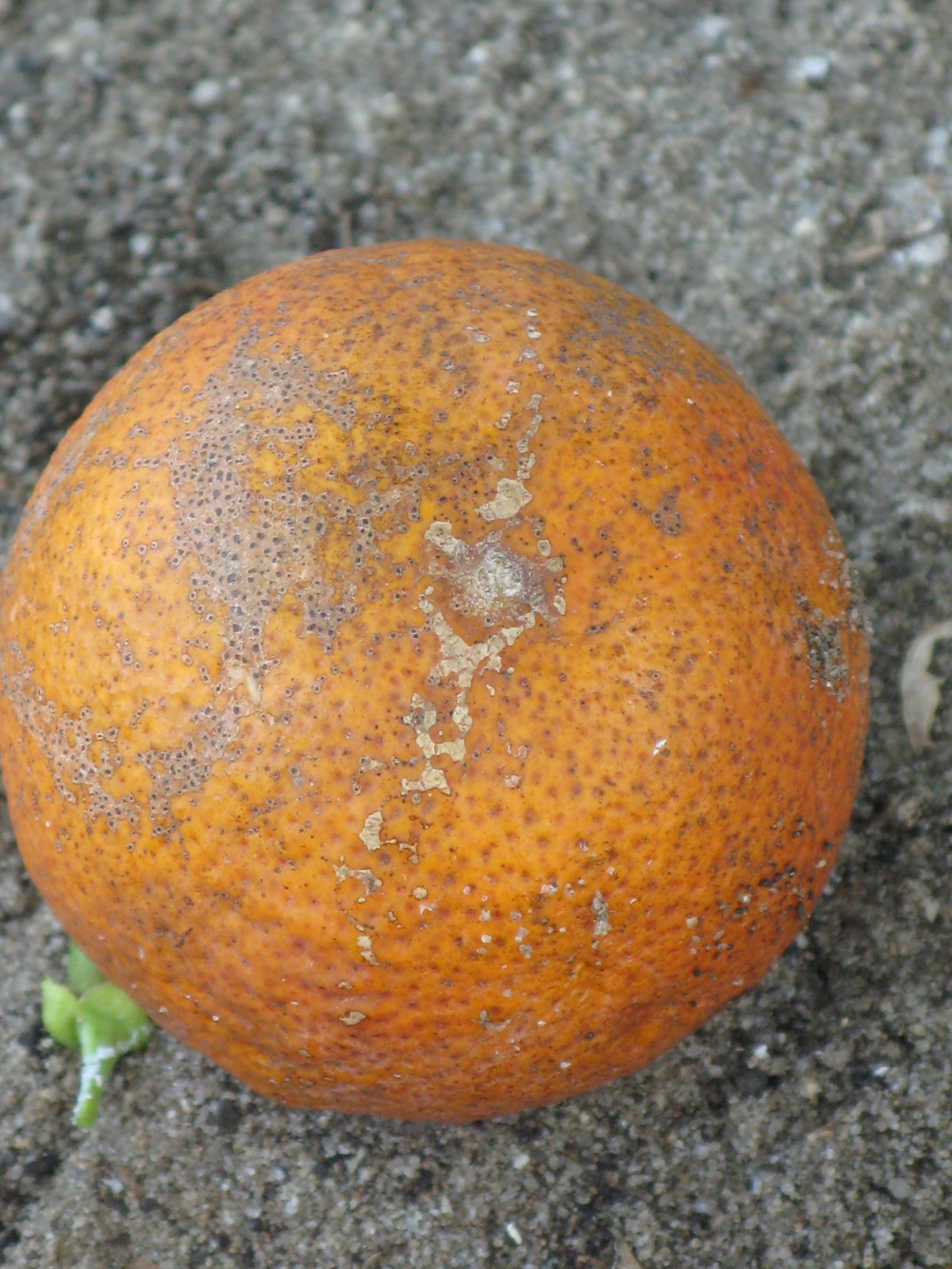            Fruit (Sanguinelli, Winter Haven, FL)   